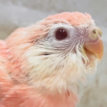 キレイなピンクが魅力～🩷 アキクサインコ(ルビノー)
