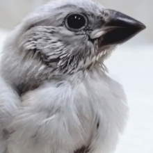 見て！この輝くシルバー🌟 シルバー文鳥🐣