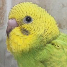 黄色お顔がよく目立つ～🍋🍀 セキセイインコ(グリーンスパングル)