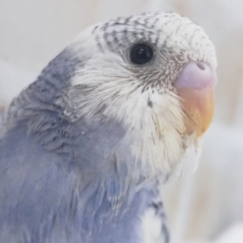 この色合いにぞっこん～💙 セキセイインコ(ブルーパイド)
