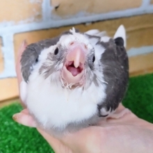 人気❤オカメインコ(ホワイトフェイスパイド)のヒナ入荷しました❤