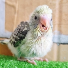 久しぶり❤セキセイインコのヒナ(4色ハルクイン)入荷しました❤