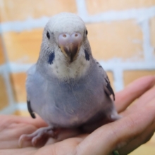 カッコイイよ💙セキセイインコのヒナ(グレーオパーリン)入荷しました❤