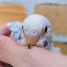 止まらないキュン❤セキセイインコのヒナ(グレースパングル)入荷しました❤