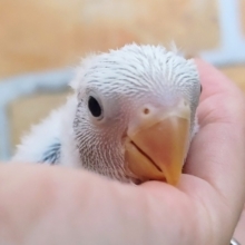わたあめ☁コザクラインコのヒナ(ブルーオパーリン)入荷しました❤