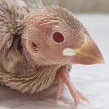 キレイな色合いたまらん～✨ シナモン文鳥🐣