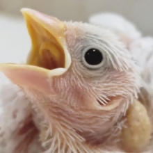 やっぱり魅力はこの白～🤍 白文鳥🐣