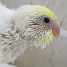 とろける色合いにメロメロ～🍯 セキセイインコ(クリーム)