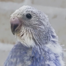 素敵な色合いに注目～🫐 セキセイインコ(ブルースパングル)
