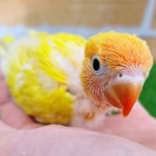 鮮やか‪🔆‬ボタンインコ(ヤマブキ)入荷しました❤