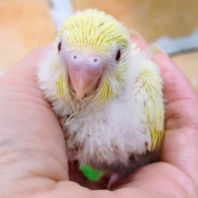 レア❤セキセイインコのヒナ(クリームイノ)入荷しました❤