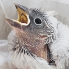 ギラっと色合いたまらない～✨ シルバー文鳥🐣