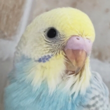 やっぱり鮮やかパステル～🌈 セキセイインコ(パステルレインボースパングル)
