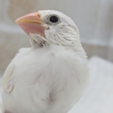 もちっと魅力たっぷり～🤍 白文鳥🐣