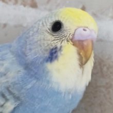 めちゃキレイなブルー💙 セキセイインコ(パステルレインボースパングル)