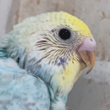 パステルスカイブルー🌈 セキセイインコ(パステルレインボー)