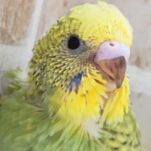 少しダークな色合い～🍀 セキセイインコ(グリーンスパングル)