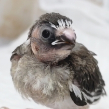 ちょこんとかわいい～🩷 十姉妹🐣