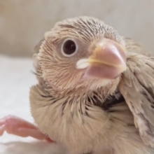 ゴージャスさん降臨～🌟 シナモン文鳥🐣