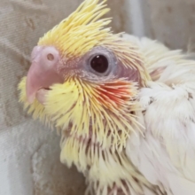 ゆらゆら～優雅に～✨ オカメインコ(ルチノー)