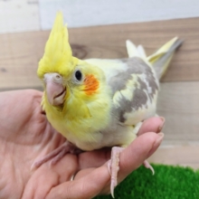 人気カラー🐦オカメインコのヒナ(シナモンパイド)入荷しました❤
