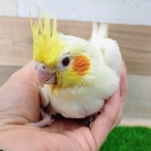 白オカメ✨オカメインコのヒナ(ルチノー)入荷しました❤