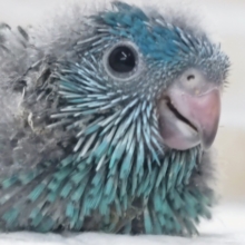 宝石の様な輝き～💎 サザナミインコ(ターコイズブルー)