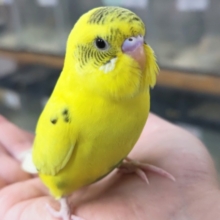 🌟最新画像🌟 ピカッと黄色が光ってる～✴️ セキセイインコ(ハルクイン)