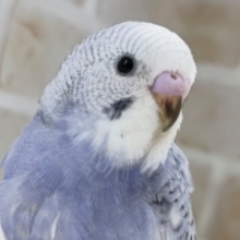 とっても良い感じのブルー🫐 セキセイインコ(ブルースパングル)