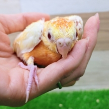 久しぶりです✨美声インコのヒナ(オレンジ)入荷しました❤