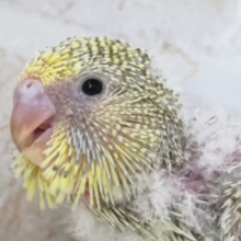 キレイな色合いのジャンボ！🍈 ジャンボセキセイインコ(シナモン並)