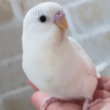 🌟最新画像🌟 真っ白色変わり～🌨️ セキセイインコ