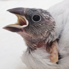 🌟最新画像🌟 ギラっとその先に～💨 シルバー文鳥🐣