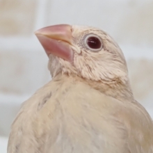 🌟最新画像🌟 今週もゴージャス～✨ シナモン文鳥🐣