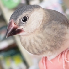 🌟最新画像🌟 元気に桜咲く～🌸 桜文鳥🐣