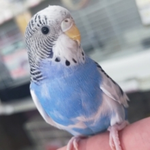 🌟最新画像🌟 目を引く青とシマシマ～💙 セキセイインコ(ブルーパイド)