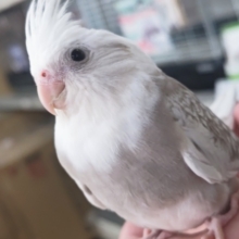 🌟最新画像🌟 魅力いっぱいシナモンさん～✨ オカメインコ(WFシナモンパールパイド)