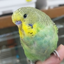 🌟最新画像🌟 キリッとジャンボ～🍈 ジャンボセキセイインコ(ノーマル)
