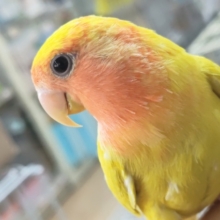 🌟最新画像🌟 フレッシュ～ピカッ！🍍 コザクラインコ(ルチノーオパーリン)