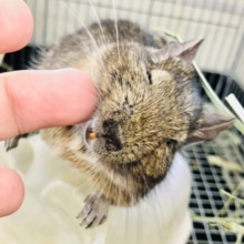 【最新画像更新☆☆　牧草入れにジャストフィット！！】デ・デ・デグー？？　
