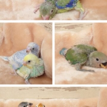 近日入荷予定のコ達です♬　マメ、文鳥、セキセイ〜