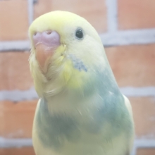 いい感じにそだちました！パステルレインボーパイドのセキセイインコ