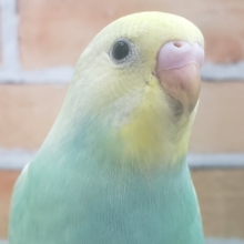 良い感じにそだちました！パステルレインボースパングルのセキセイインコ