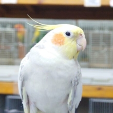 動画あり☆　ツン強め、でれ弱め　去る後ろ姿、貫禄たっぷり☆　オカメインコ　シナモンパールパイド☆