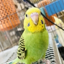 【最新画像更新☆☆】お！お～お～・・・オパーリンです！(; ･`д･´)　セキセイインコ
