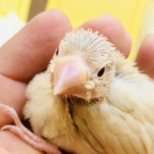 【最新画像更新☆☆】人気の淡いカラー　シナモン文鳥