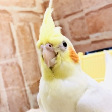 【最新画像更新☆☆】早く～早く～ご飯を～・・・　オカメインコ