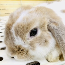 【最新画像更新☆☆】やってきました！！人気ナンバー１カラー♪　ロップイヤーラビット