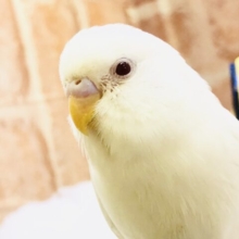【最新画像更新☆☆】真っ赤に輝く瞳にまっ白ボディ　セキセイインコ