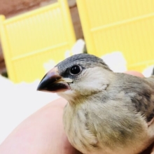 【最新画像更新☆☆】桜ひら～ひら～♪やってきた～♪　桜文鳥